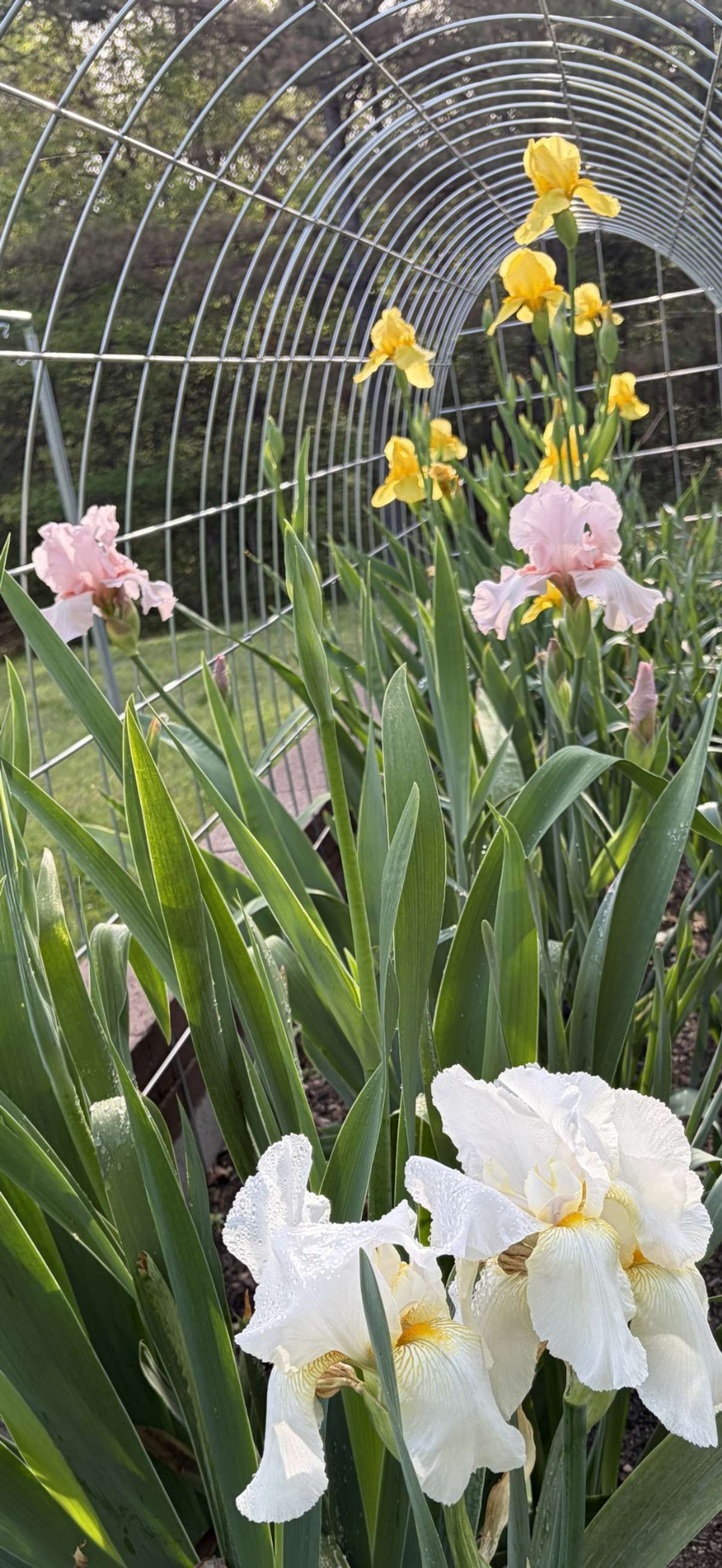 Yellow, Pink and White Iris's are in full bloom!