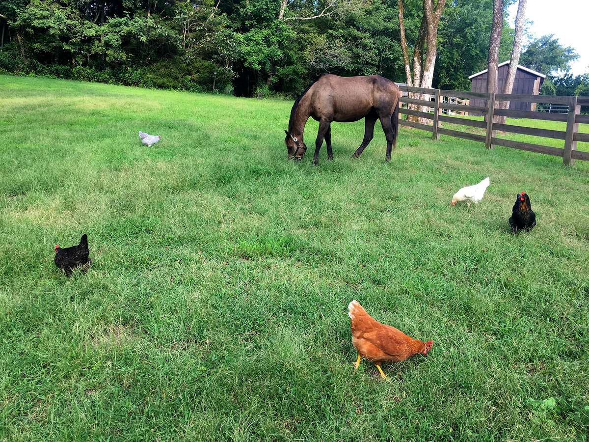 Welcome to the Hen Den and no more grocery store eggs for this bunch!