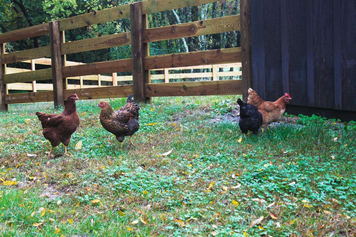 The Hen Den is perfect for you!