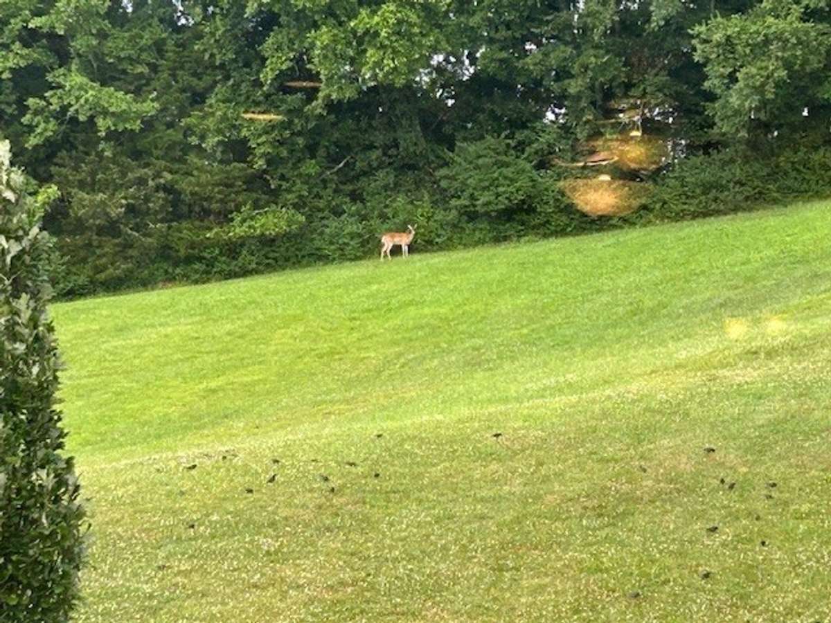 Owners have seen deer and turkey graze on the hillside out their front window.