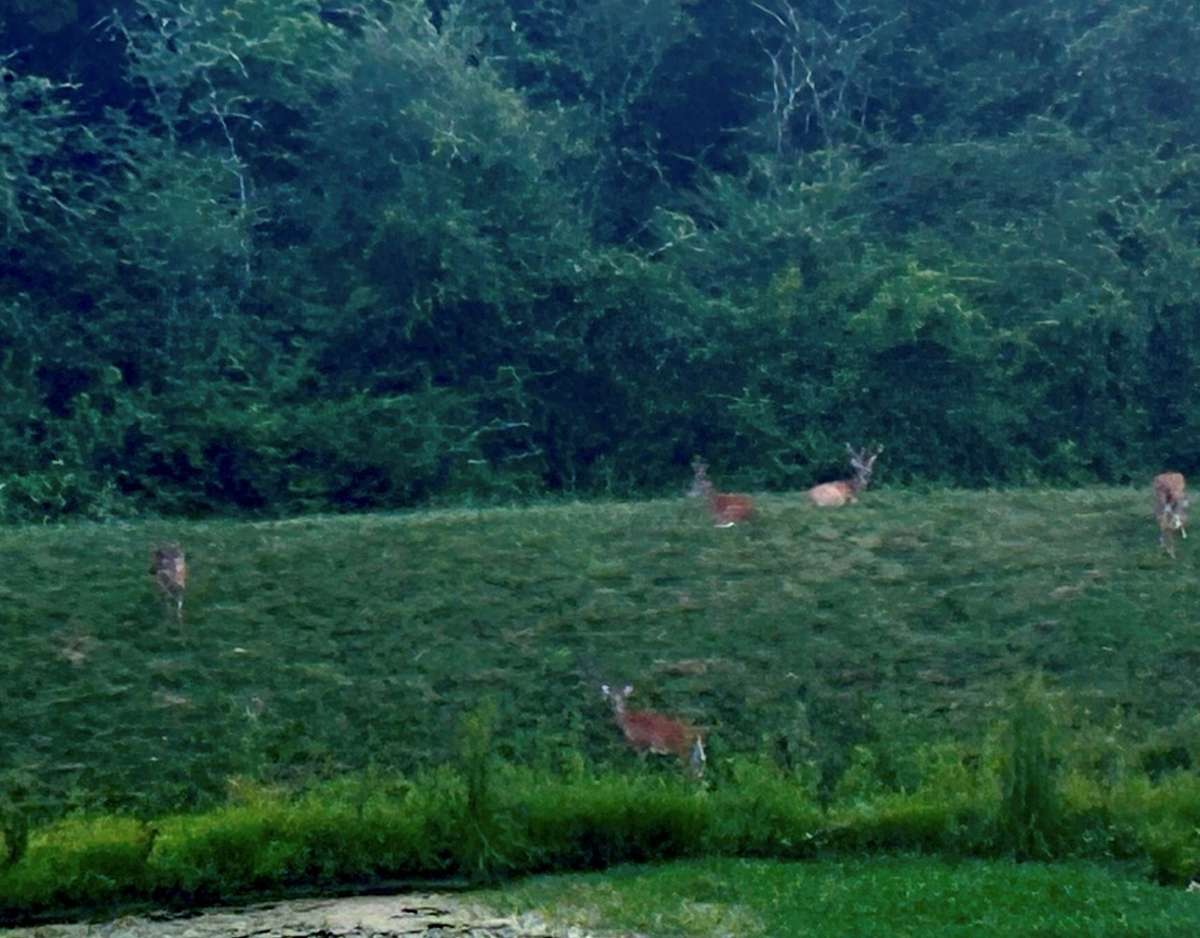 Take a stroll through Groves Reserve in the evening and see lots of wildlife.