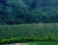 Take a stroll through Groves Reserve in the evening and see lots of wildlife.