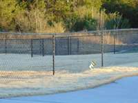Evergreen Farms Dog Park File Photo