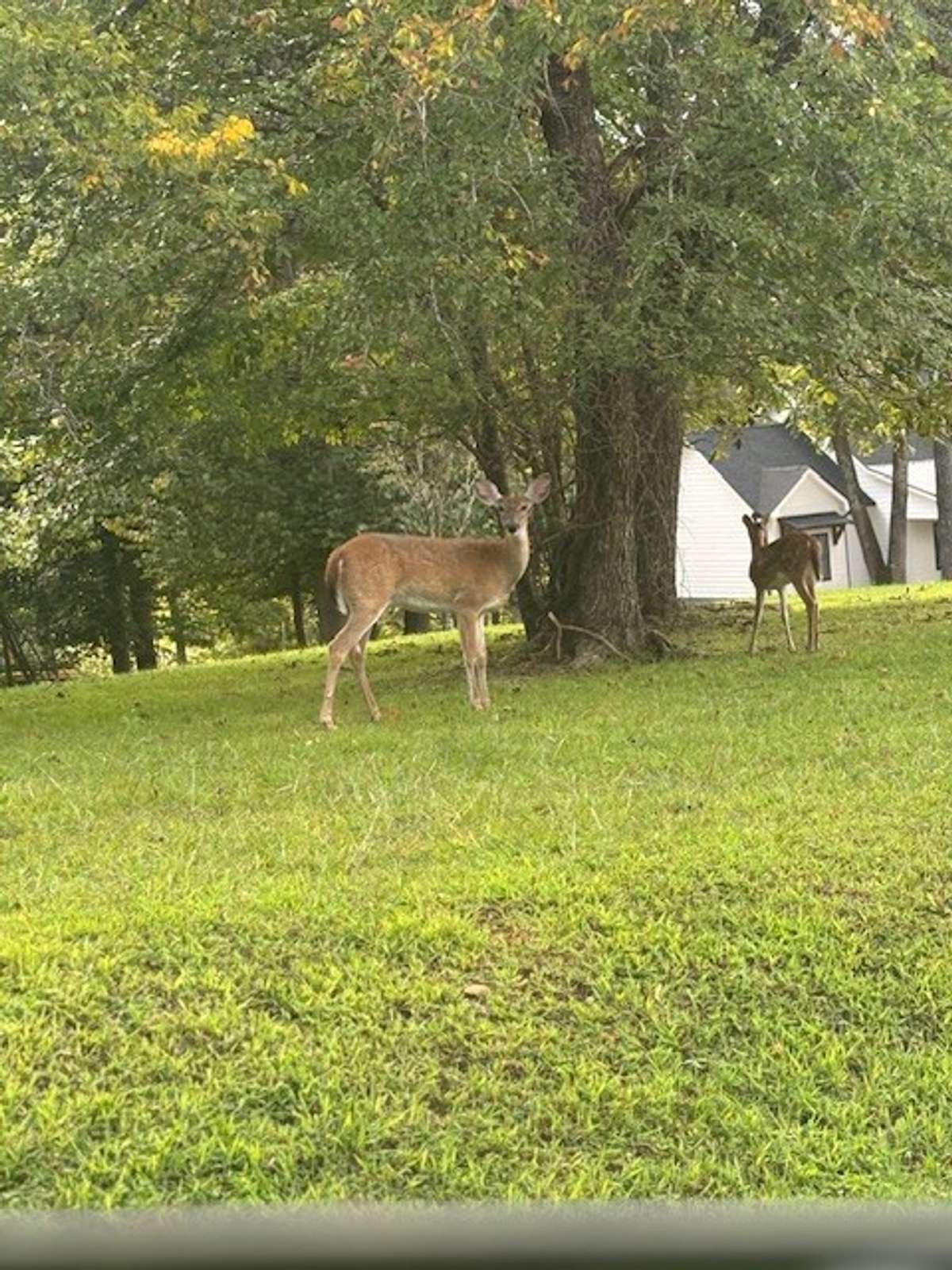 More deer in the yard.