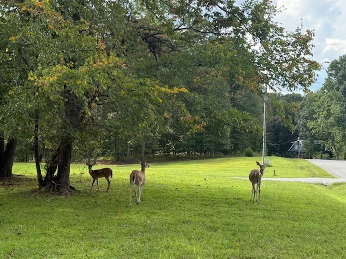 You never know when you will come home to deer in the front yard.