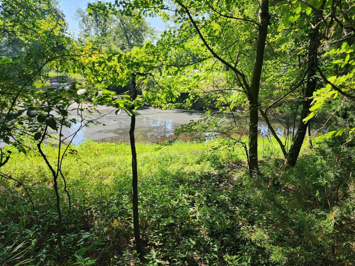 Pond