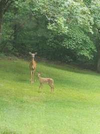 Deer on the property in the Spring.