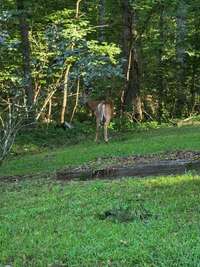 Deer on the property in the Spring.