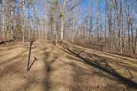 Backyard wooded area.
