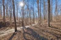 Tree lined driveway.