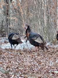 Wild turkeys on the property.