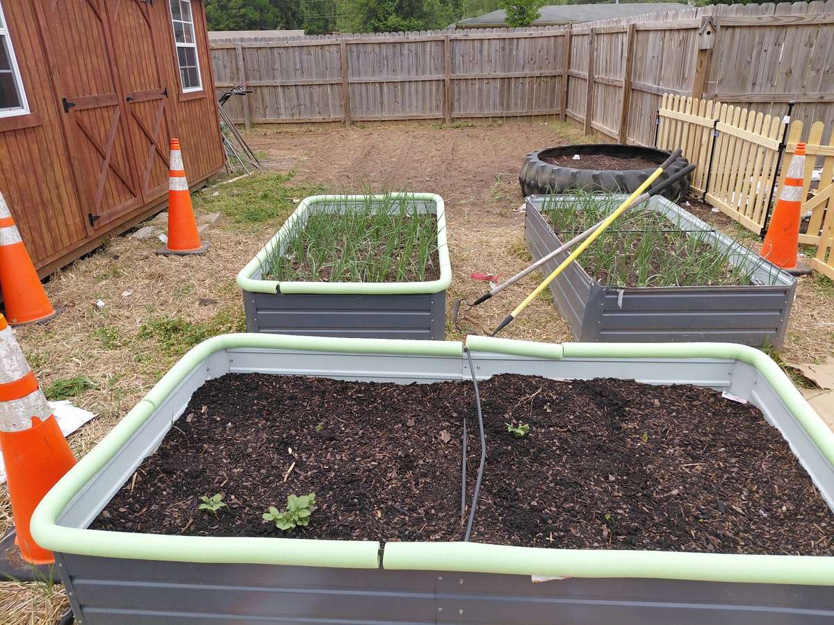 Raised garden beds in the backyard