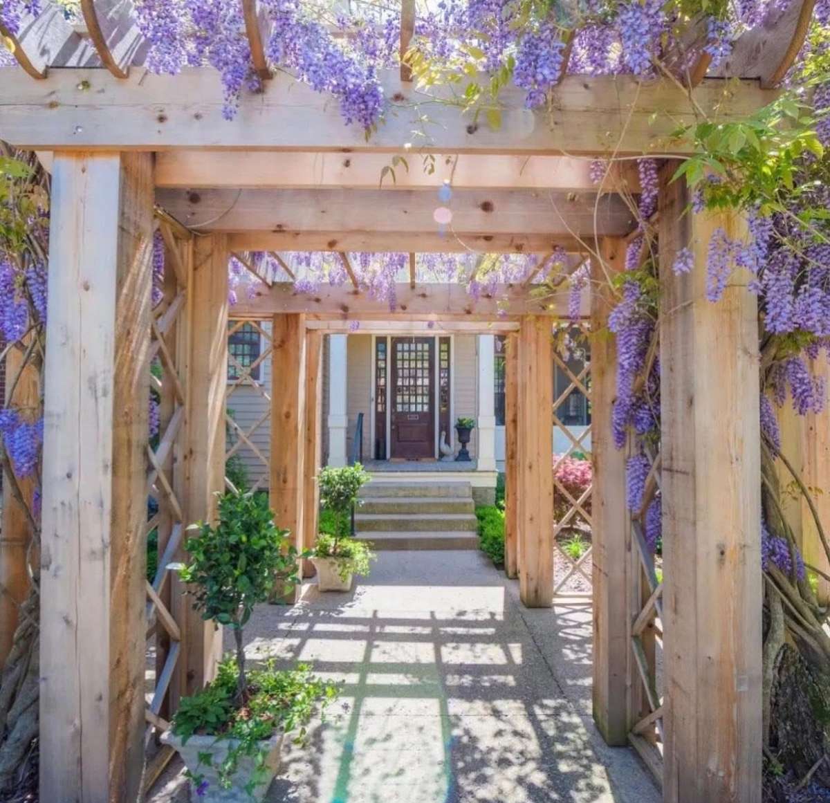In bloom, the wisteria cascades gracefully across the pergola.