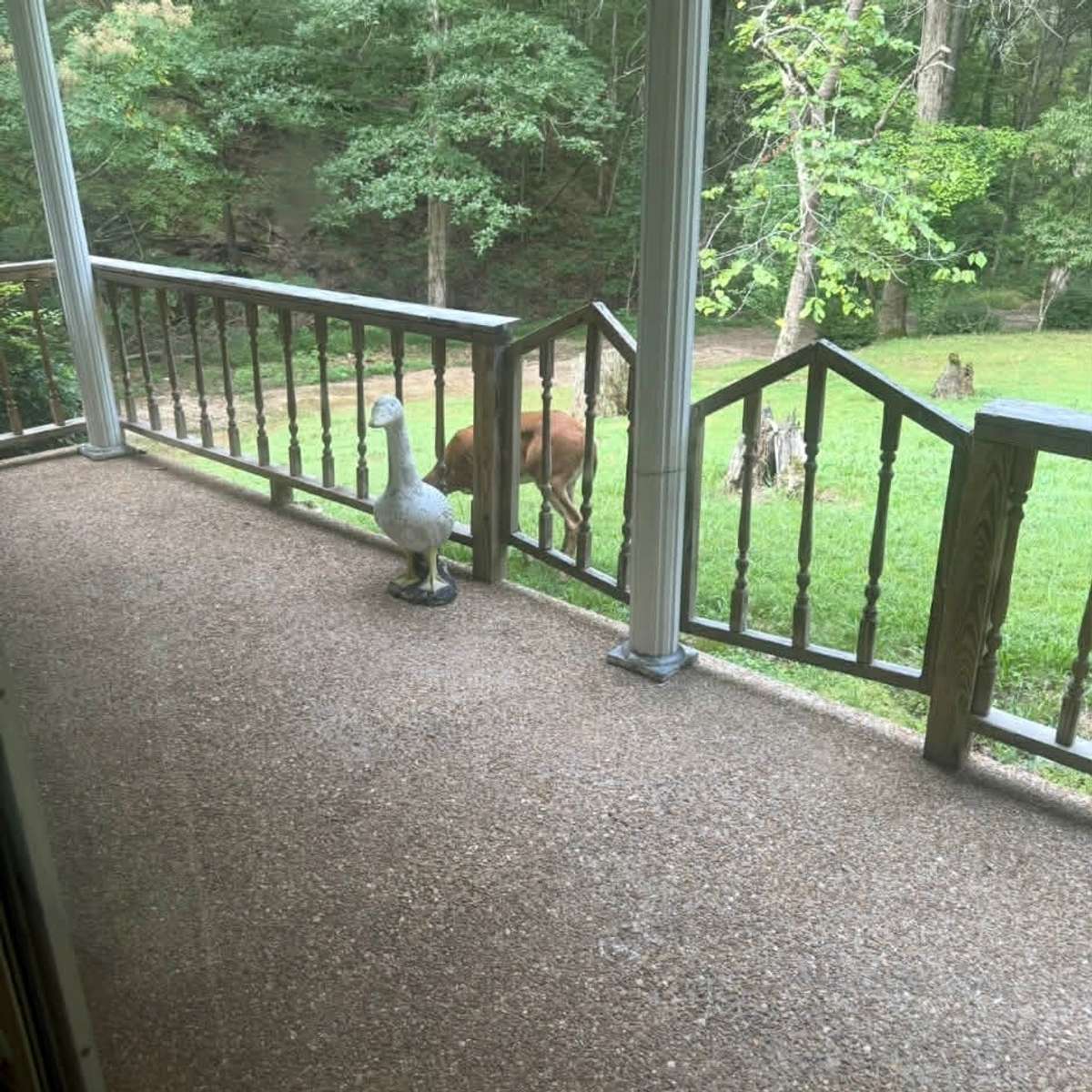 Pictures the Seller took last Summer. So Much Amazing wildlife.