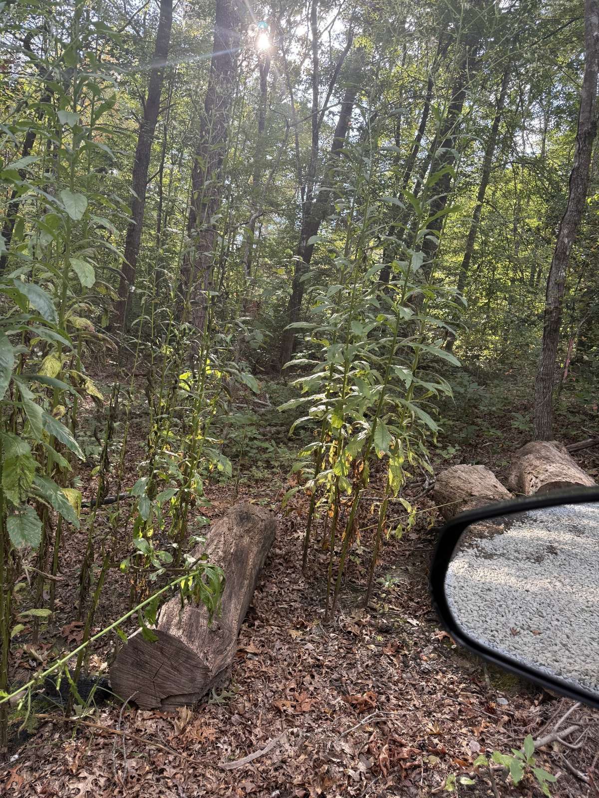 Secluded and private