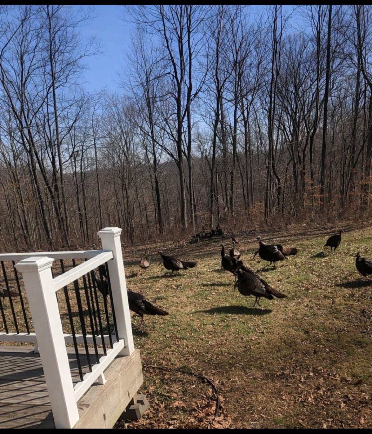 So much wildlife in your backyard.