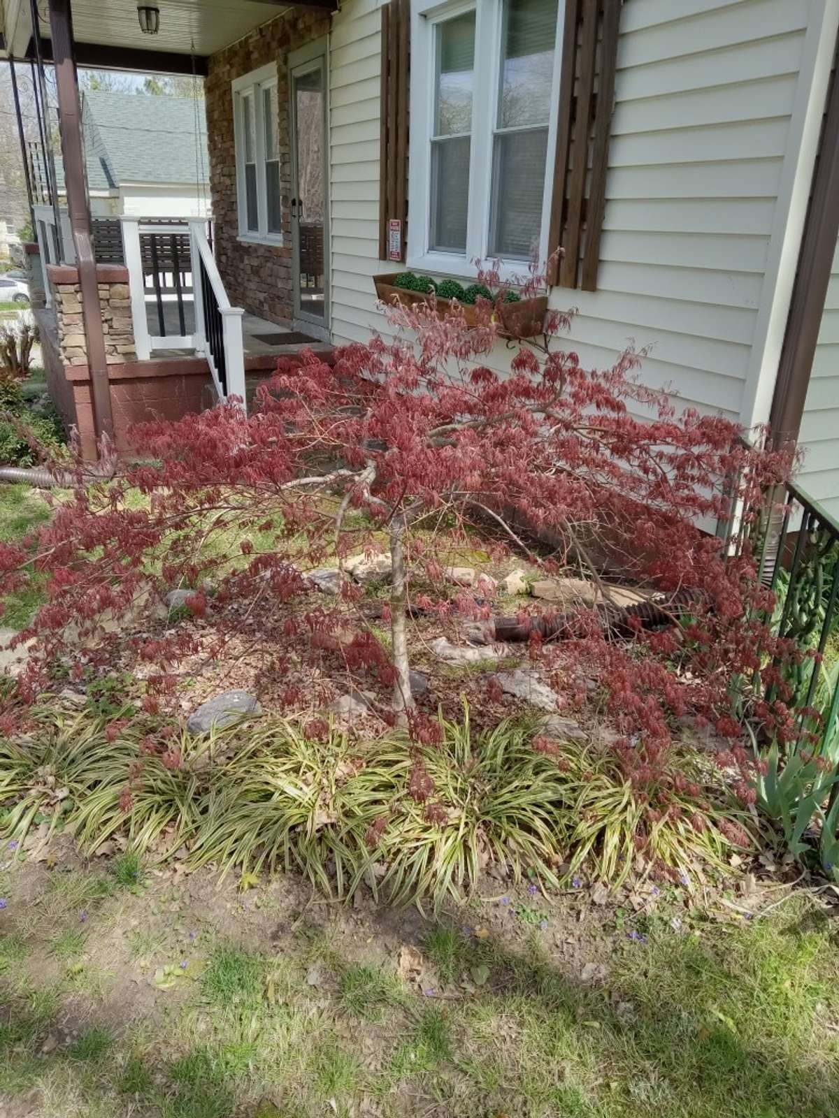 Pretty Japanese maple in the front