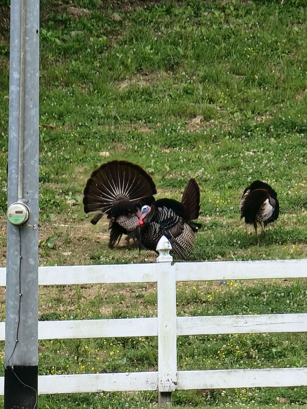 Historical image provided by the family, offering insight into the history and event potential of Shadow Valley Farm.