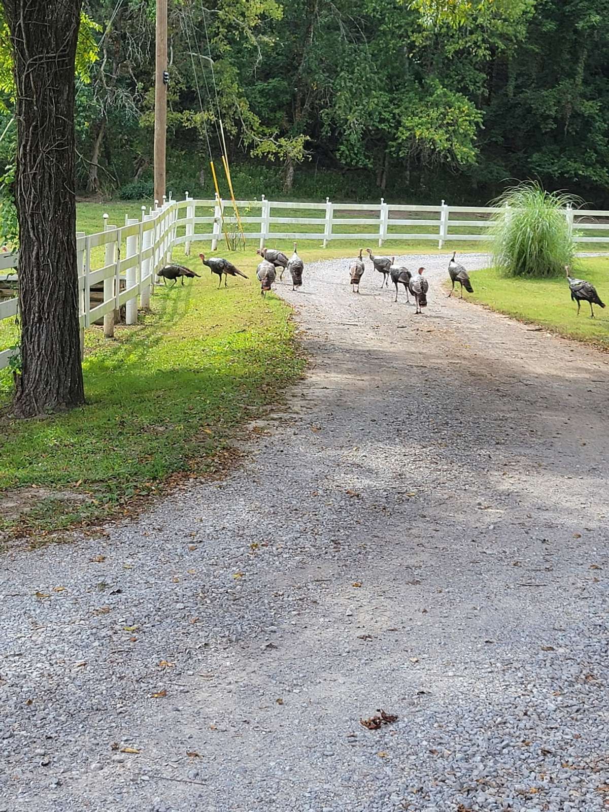 Historical image provided by the family, offering insight into the history and event potential of Shadow Valley Farm.