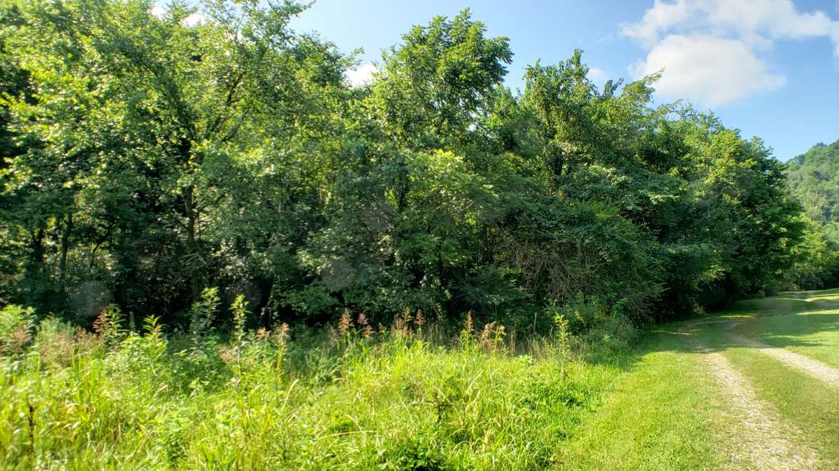 Dismal Hollow on Left of drive