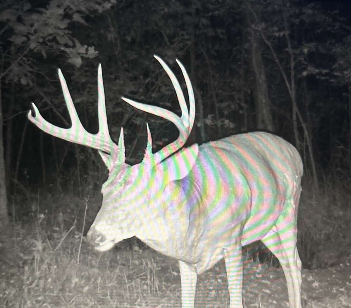 Great hunting available on property!