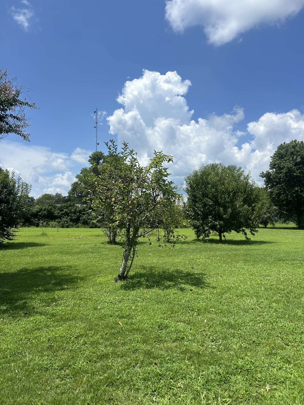 lots of fruit trees