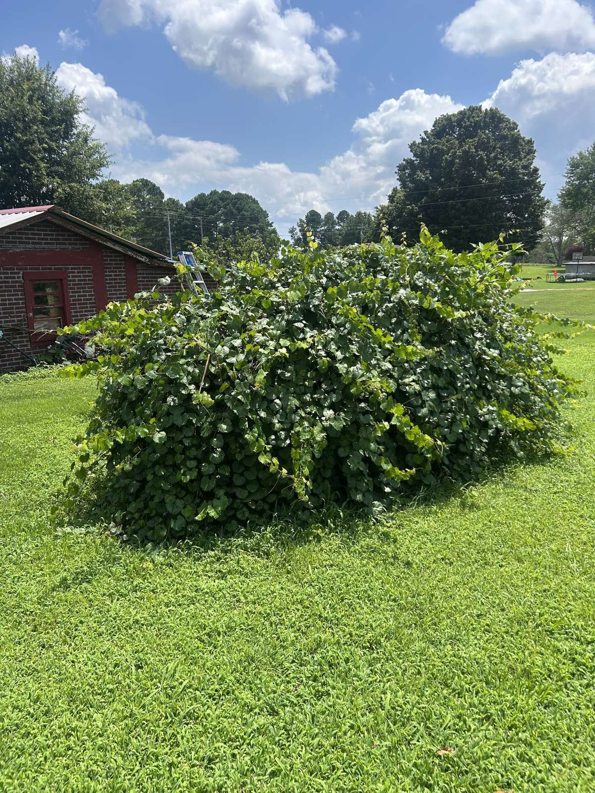 Grape vines