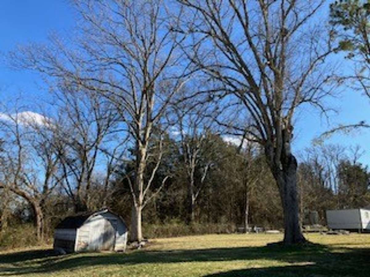 Back yard