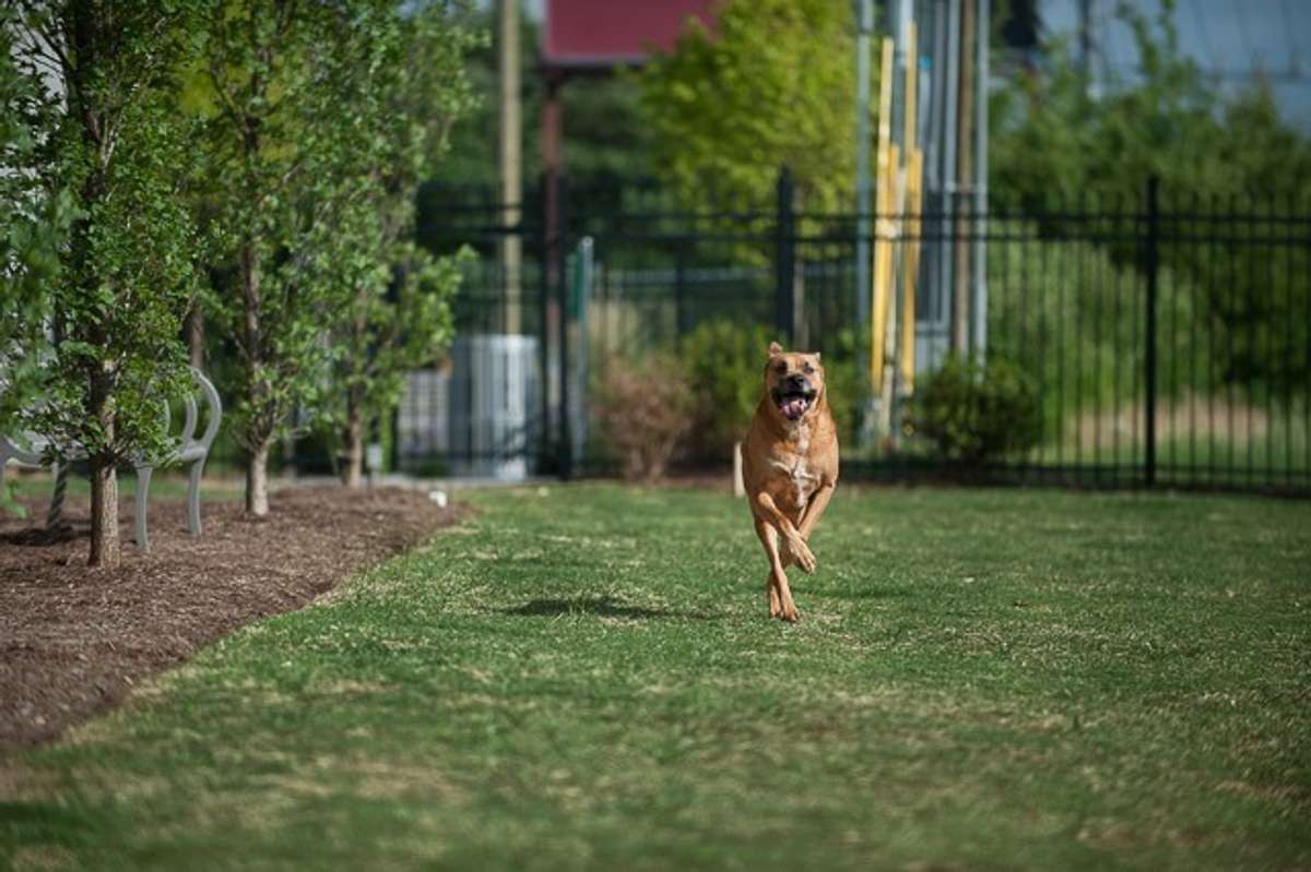Indoor and outdoor areas for your furry friends!