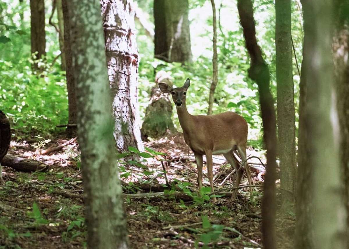 Bowie Nature Park is one of the largest city-managed nature parks in the entire Southeast. At over 700 acres, it is nearly the size of New York’s Central Park, filled with five lakes and miles of trails.