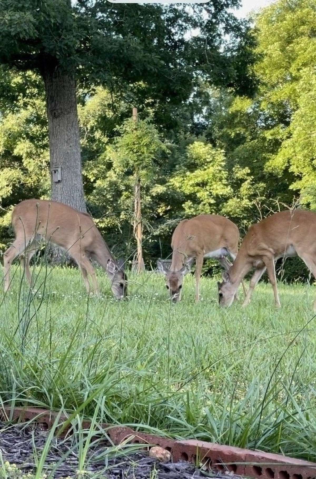 Lots of wildlife