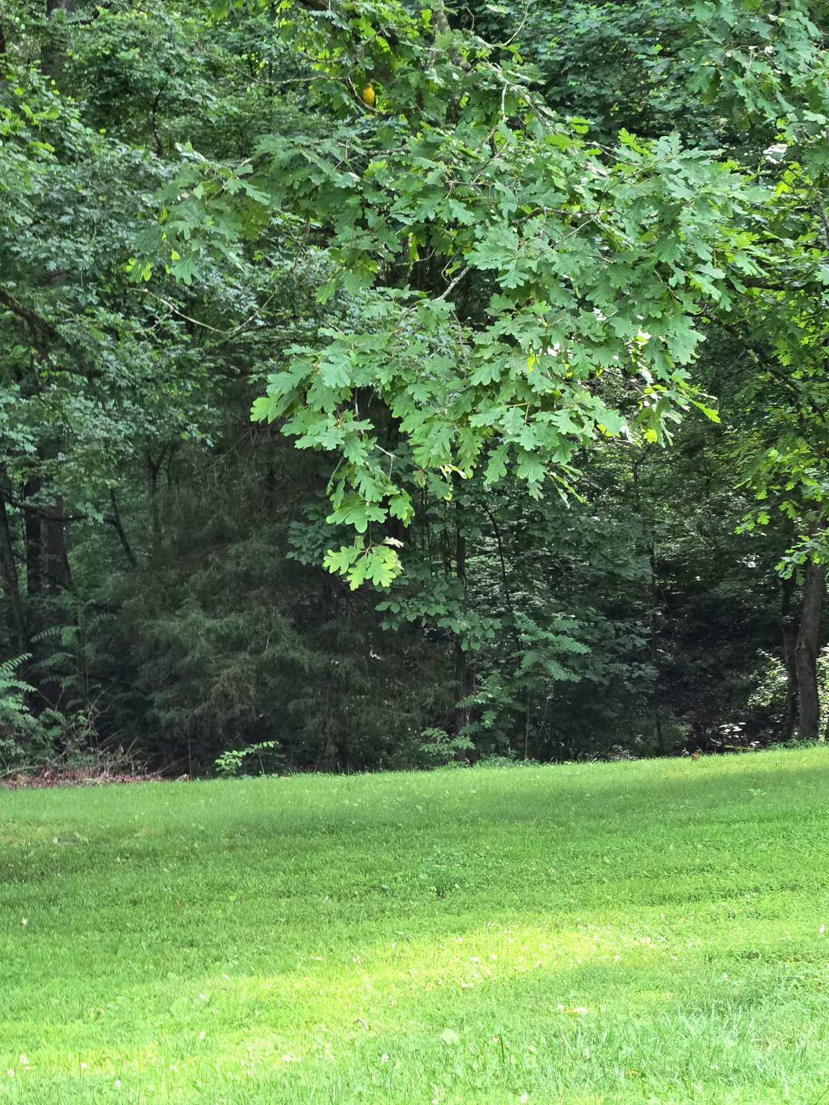 The backyard is BEAUTIFUL, pretty green grass, and lots of shade trees on back side.