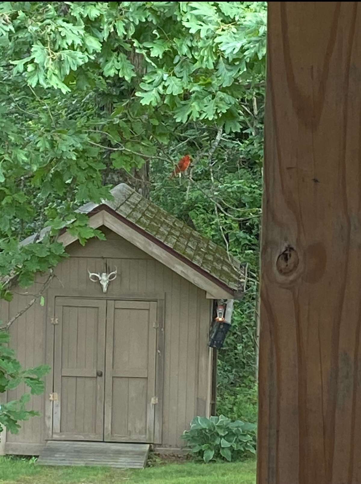 Sit out on your back patio or back deck and enjoy the wildlife that surrounds you!