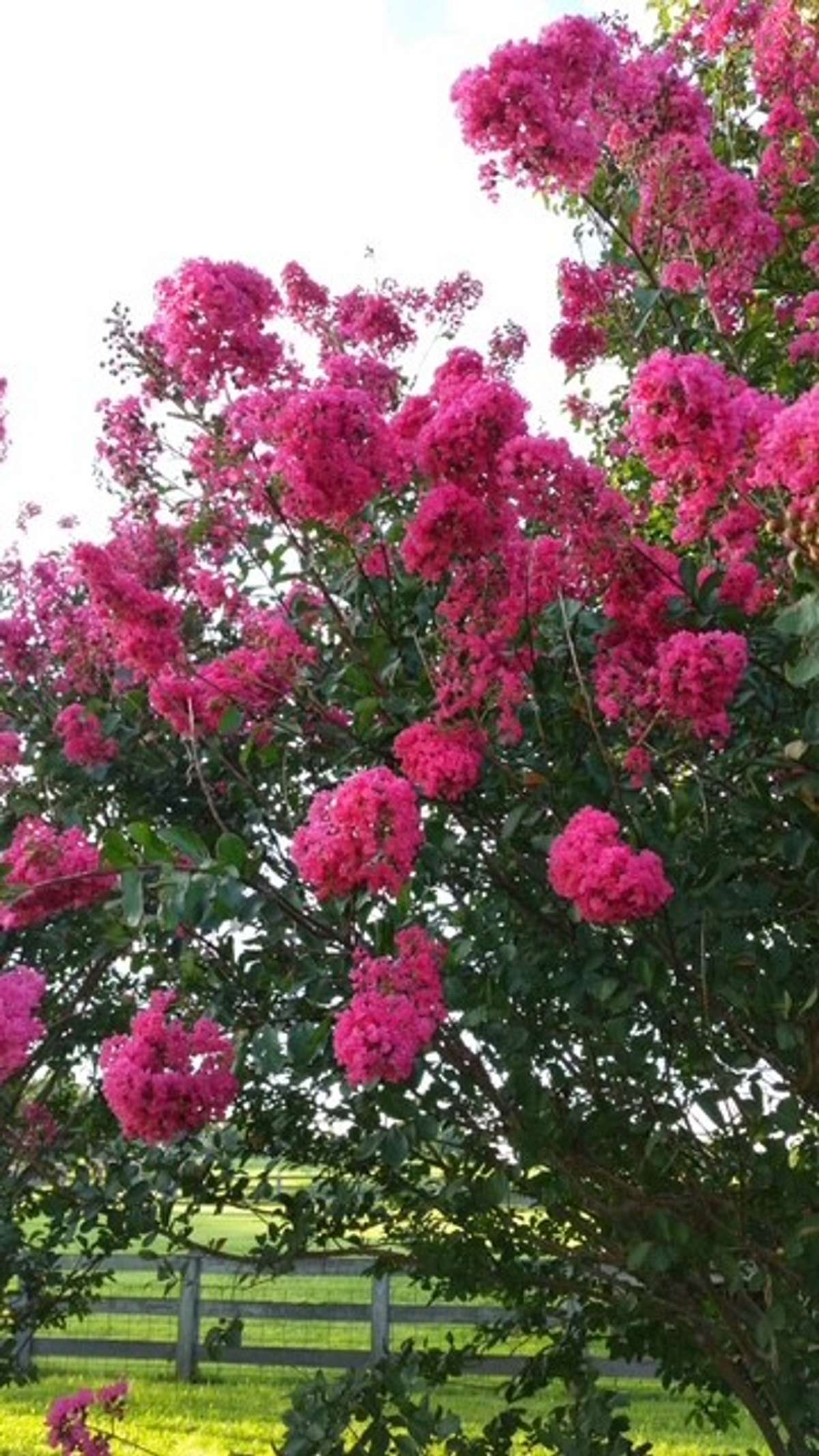 Crepe myrtille....like surround-sound COLOR!