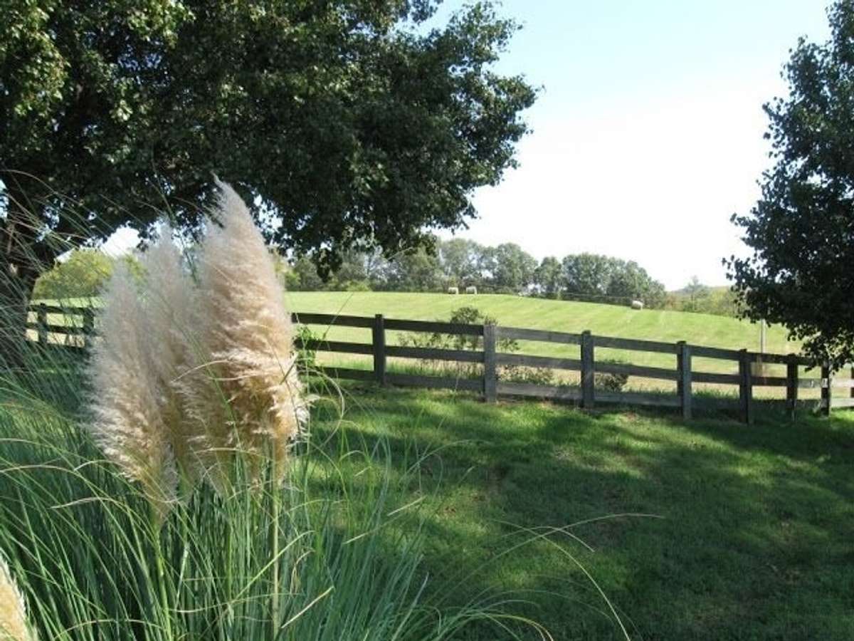Pampas grass...check out this stunning view. Swoon...