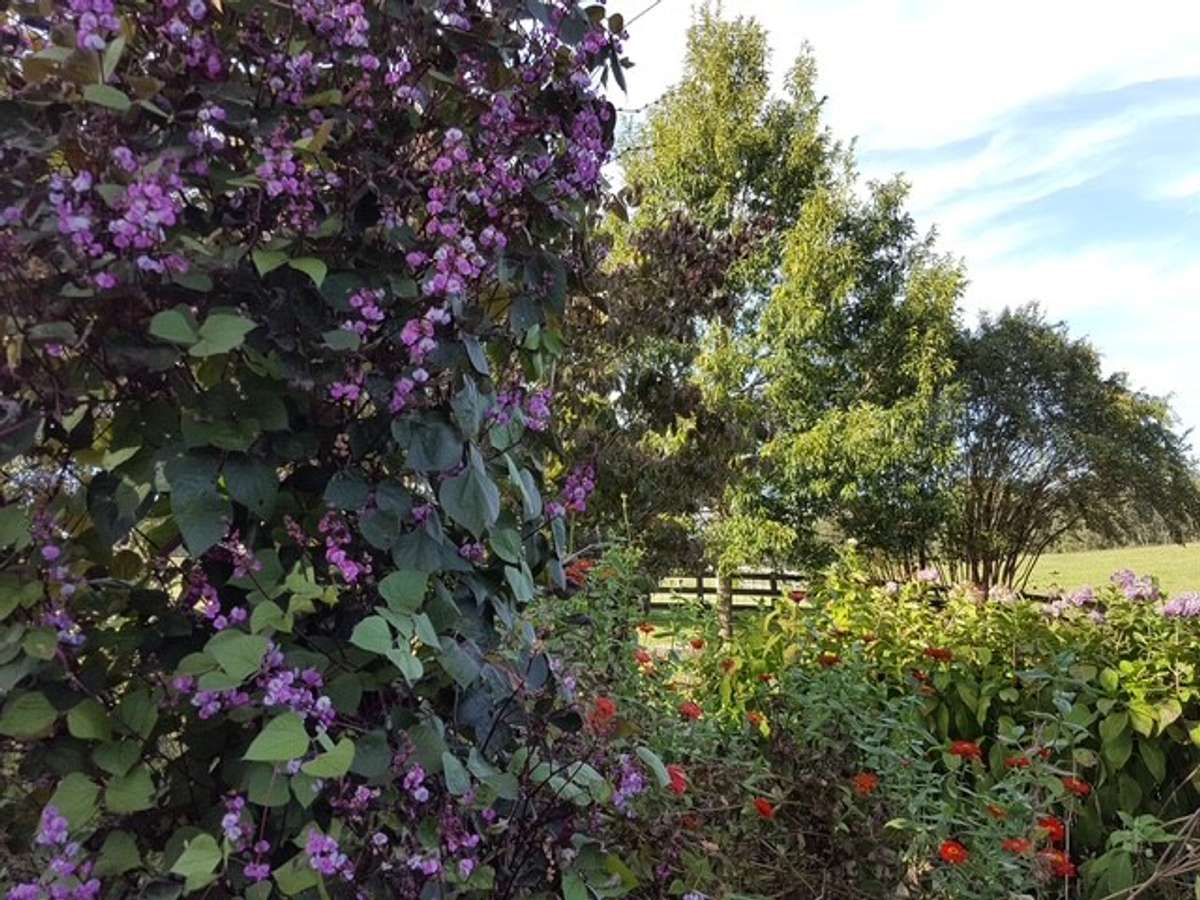 Hyacinth Bean Plants....