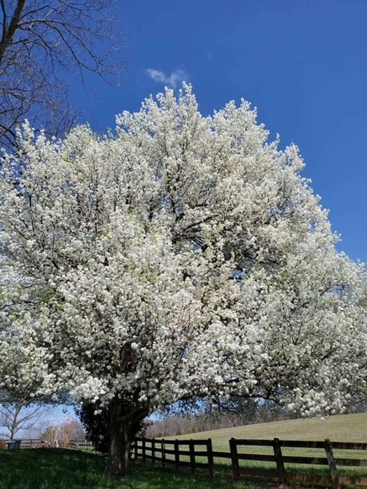 To the extravagant displays of springtime in Tennessee...
