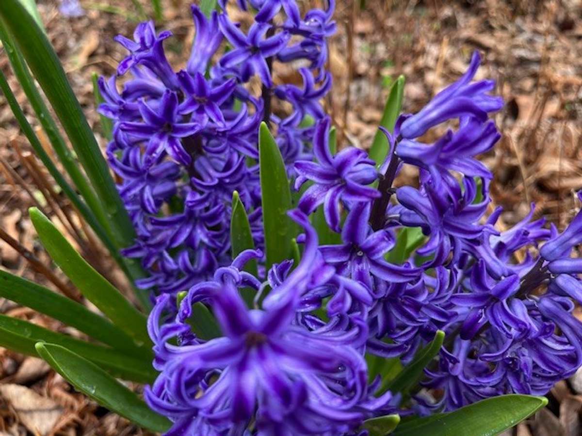 Savor the exquisite poetry of every SPRING in all its glory...