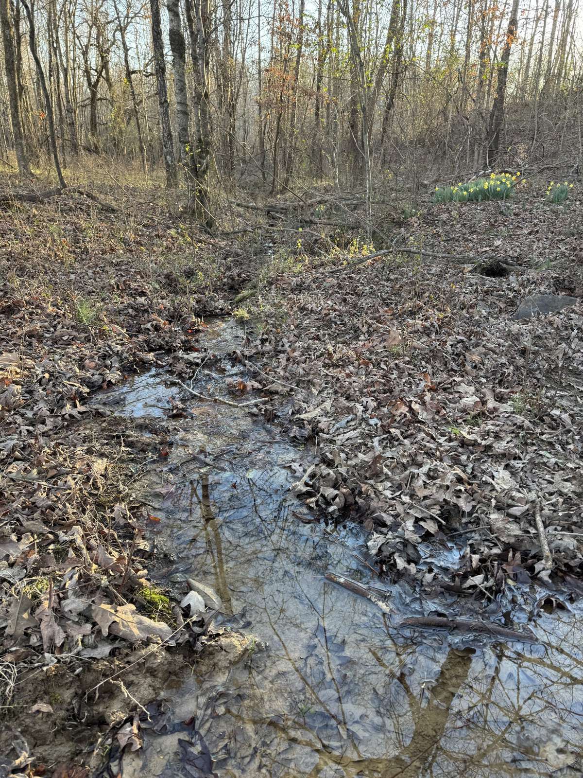 A small creek runs through the middle of the property.