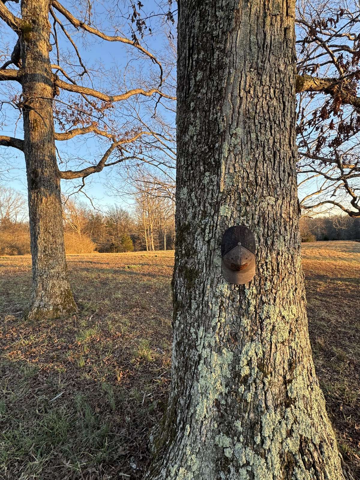 This property is loaded with mature oaks and hard mast producing trees.
