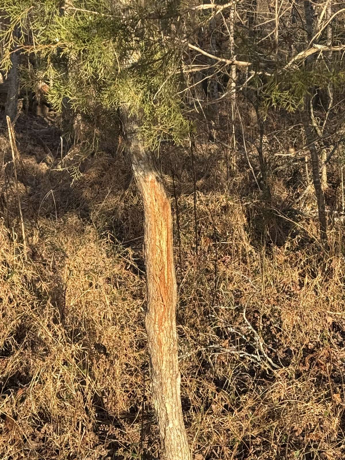 Fresh Deer Sign