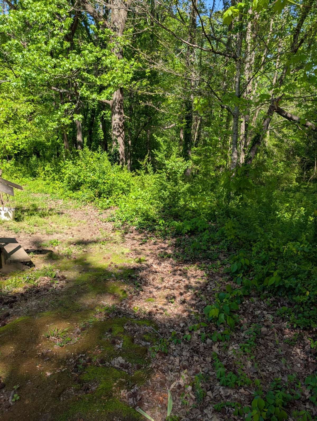 Path to the creek.