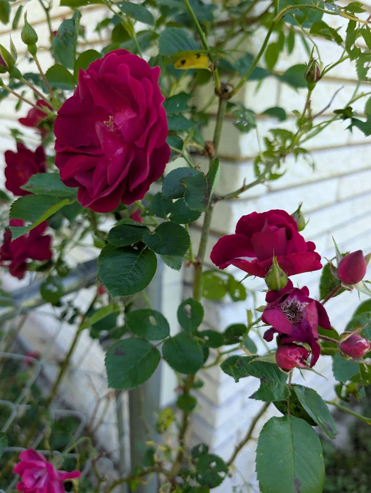 Many flowers bloom here.