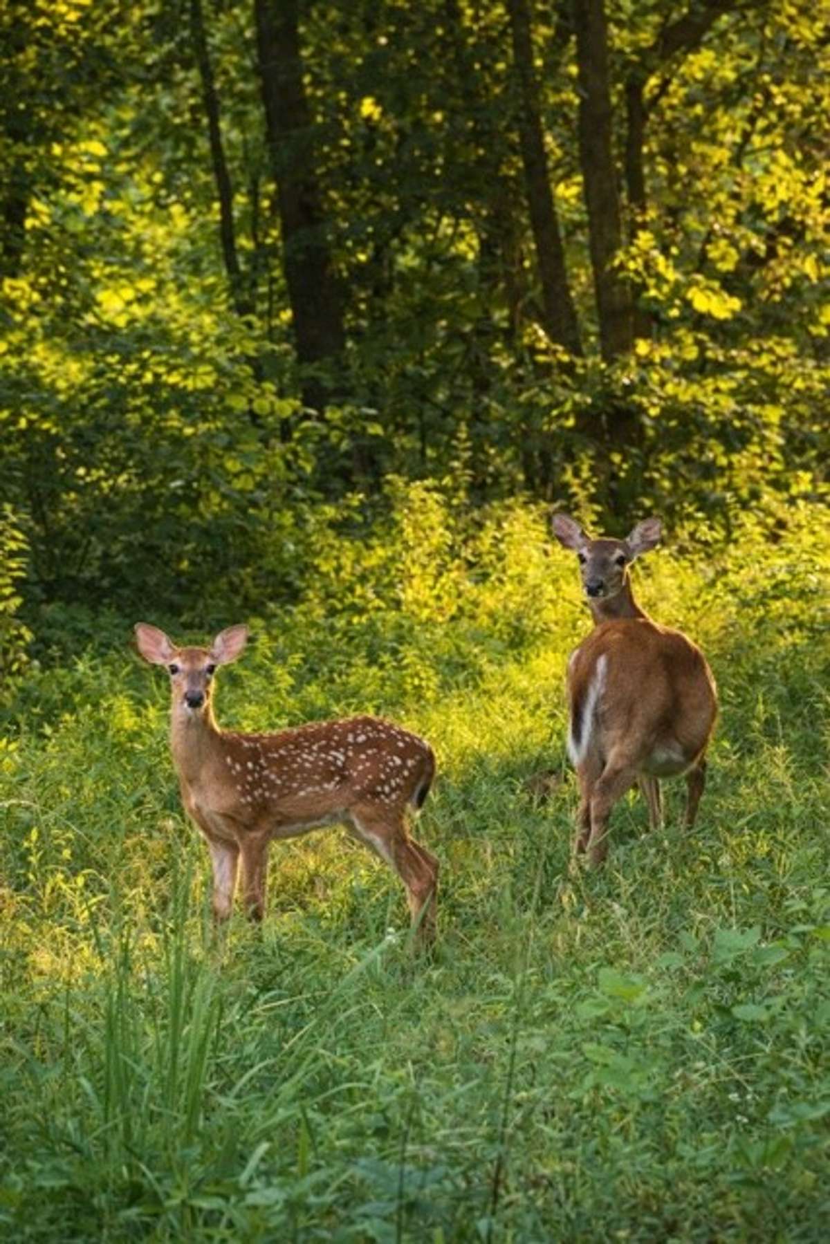 You'll enjoy the abundant wildlife and deer sightings from your back porch.