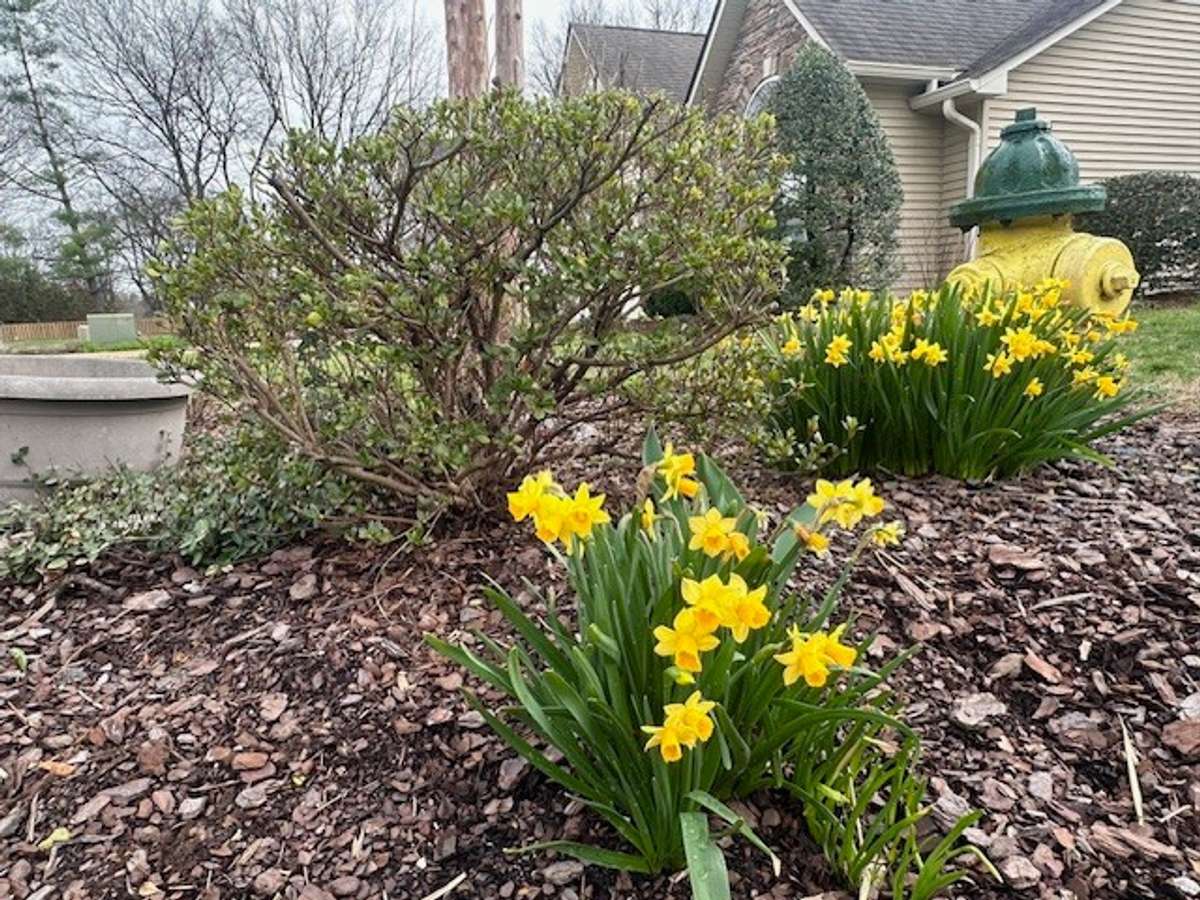 The HOA maintains your yard by cutting it, trimming your bushes and mulching
