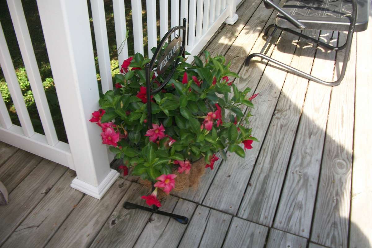 Grow beautiful flowers on the back deck
