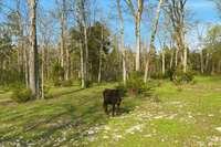 Hot Wire fencing for livestock!