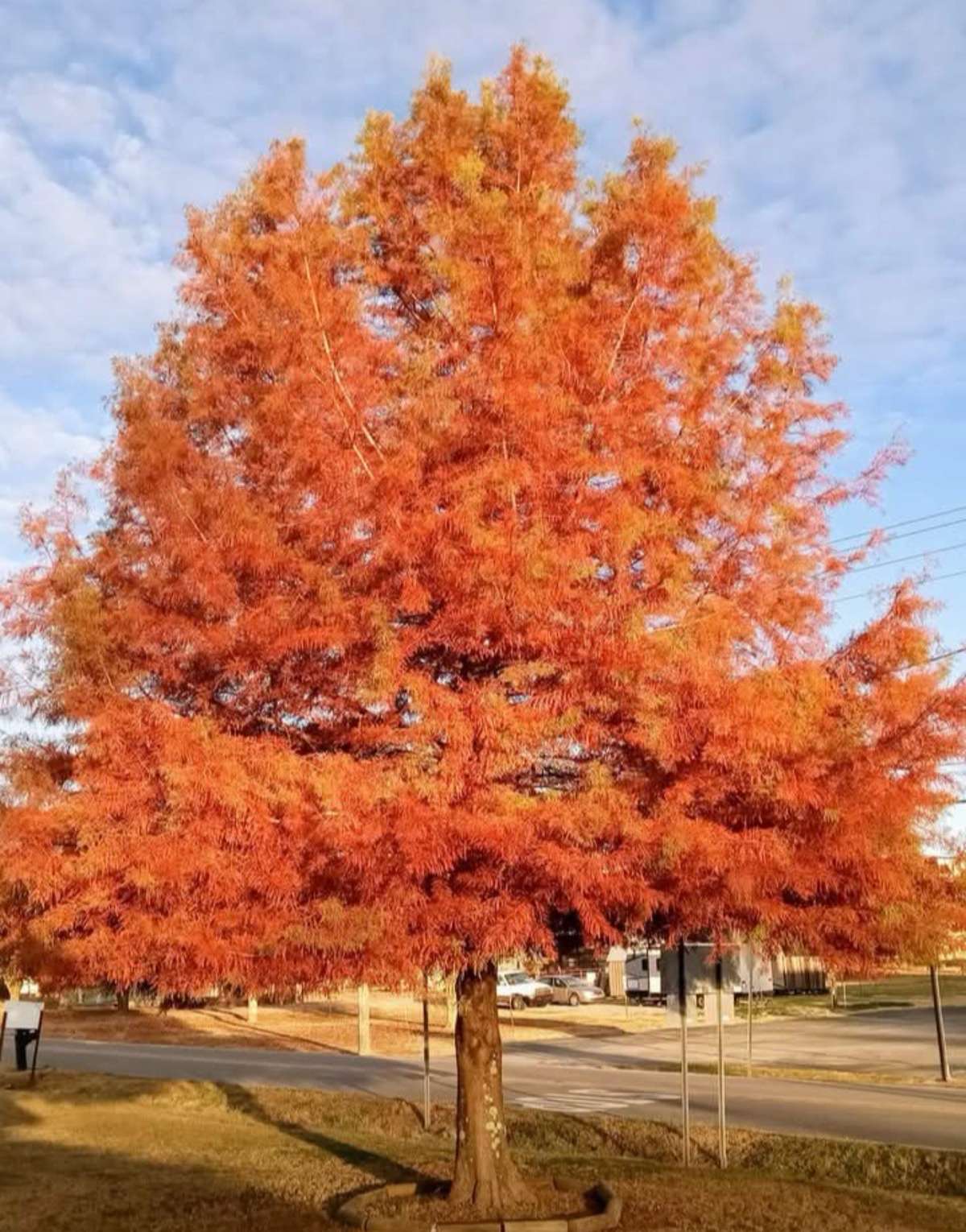 Bald Cypress Tree
Owner supplied seasonal picture
