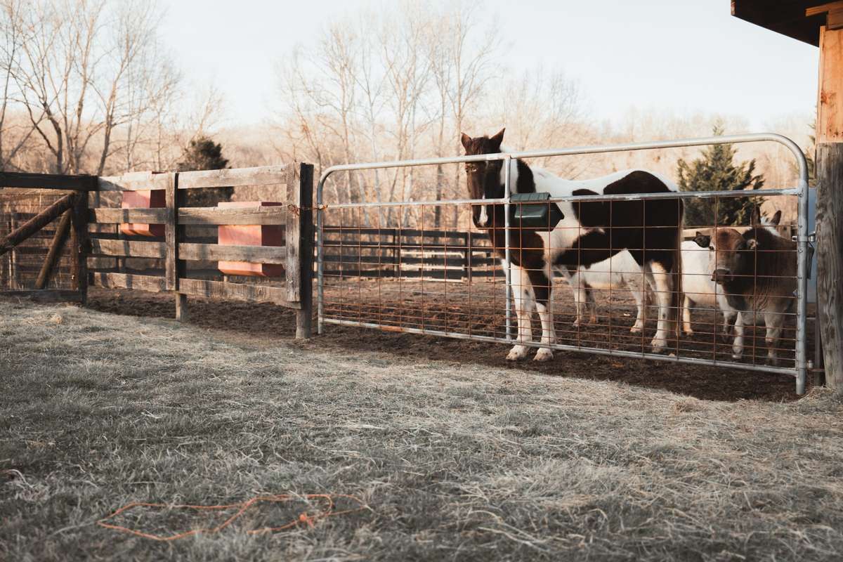 Meet the farm friends