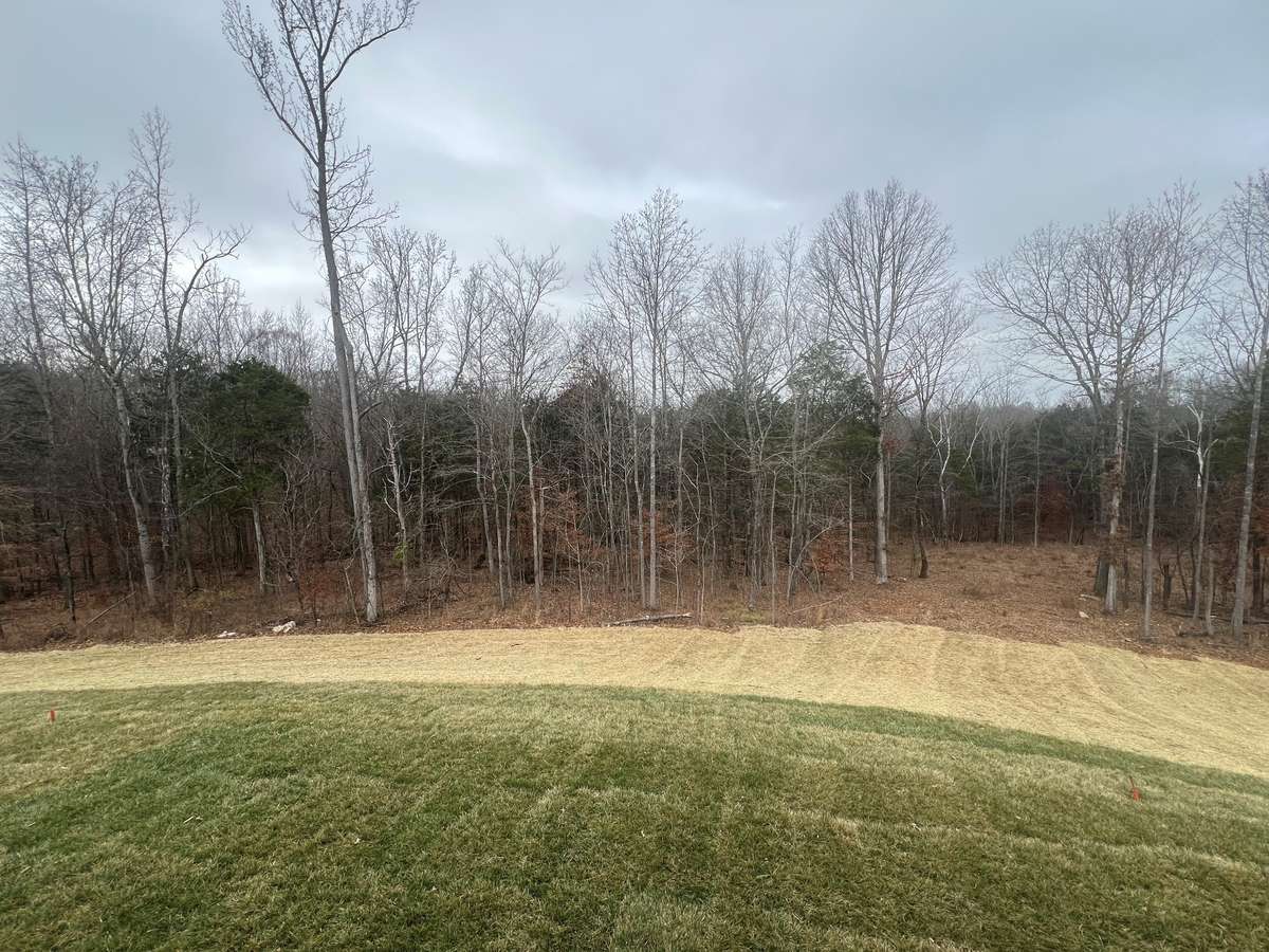 View of Backyard